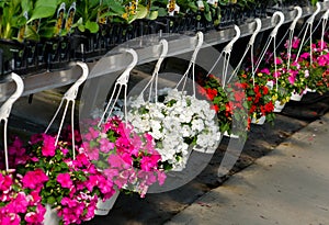 Row of Hanging baskets of flowers