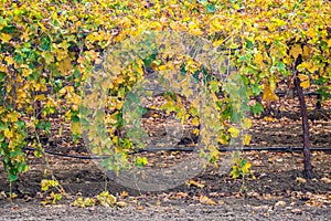 Row of Harvested Grapevines with Leaves Turning Yellow