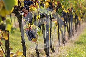 A row of heads and posts on which blue grapes hang. The background is blurred by the technique of photography photo
