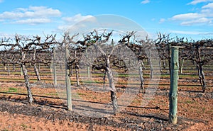 Row of Hedged Chardonnay Vines.