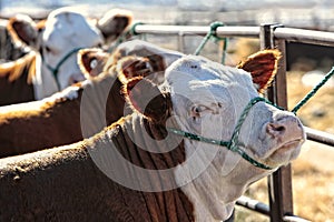 A Row of Hereford Heifer Heads