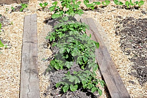 A row of hilled potatoes between a mulch board path