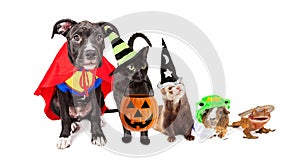 Row of Household Pets in Halloween Costumes