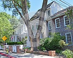 Row houses in Annapolis Maryland Large Tree