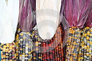 Row of Indian Corn