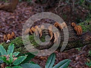 Row of inonotus fungus on mossy tree branch in damp weather