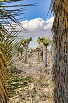 Row of Joshua trees at Joshua Tree National Park against blue sky and clouds