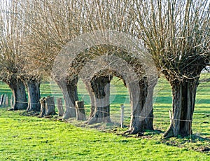 Row of knotted willows