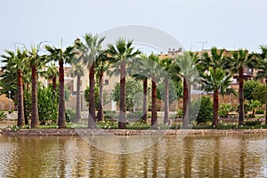 Row of the large palm trees near water in the famous Jnan Sbil Gardens in Fez. Morocco photo