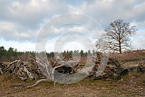 Row with large uprooted tree stumps in the foreground of a natural area