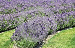 Row of lavender