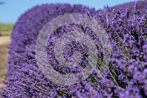 Row of lavender at a farm in Sequim, Washington