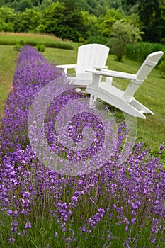 Row of lavender in a field with white adirondack chairs