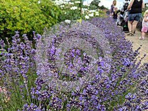 A row of lavender lining a path