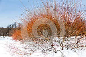 Row of leafless Cornus Alba Sibirica red dogwood shrubs seen during a sunny afternoon in snowy garden