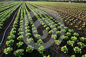 Row of lettuce