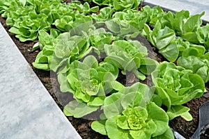 Row of lettuces grow in a farm