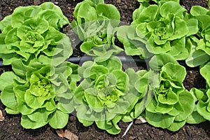 Row of lettuces grow in a farm