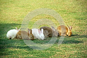 The row of little five rabbits on the grass.