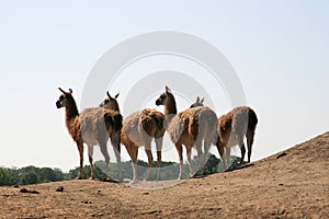 A row of llamas (Guanaco) photo