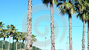 Row of long palm trees against a blue sky, soft focus, blurred background.