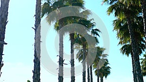 Row of long palm trees against a blue sky, soft focus, blurred background.