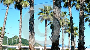 Row of long palm trees against a blue sky, soft focus, blurred background.