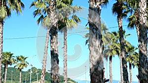 Row of long palm trees against a blue sky, soft focus, blurred background.