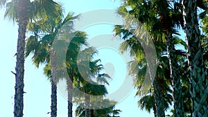 Row of long palm trees against a blue sky, soft focus, blurred background.