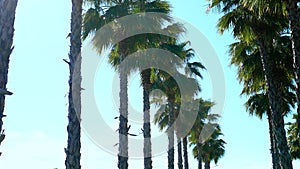 Row of long palm trees against a blue sky, soft focus, blurred background.
