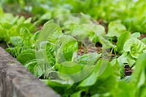 row of lush green vegetables in a thriving garden