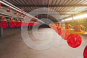 Row of machine to give food to chicken in poultry farm, clean place, safe room for new chick.