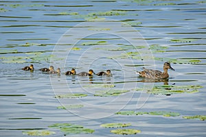 Row of mallard ducklings and their mother