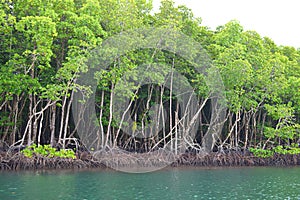 Row of Mangrove Trees in Forest and Water - Green Earth - Baratang Island, Andaman Nicobar, India