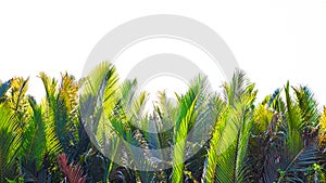 Row of many green Nypa fruticans Wurmb palm branch isolated on white background
