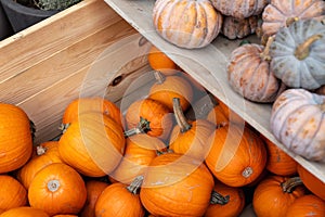 Row of many ripe orange mini pumpkins decor wooden beam desk pumpkin farm yard barn fall harvest fest market. Halloween