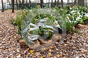 Row of many thuja or cedar wrapped tree aaplings delivering from plant nursery and seedlings for gardening city park or
