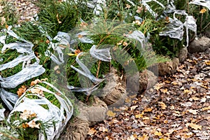 Row of many thuja or cedar wrapped tree aaplings delivering from plant nursery and seedlings for gardening city park or