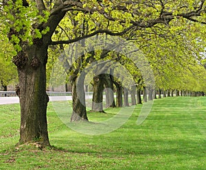 Row of maple trees in spring