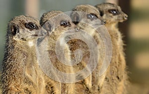 Row of Meerkats