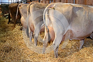 A row of milk cows on a cattle exhibition