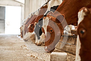 Row of milk cows feed in cow shed on farm or ranch