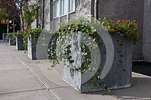 Row of Modern Planters with Green Plants along a Sidewalk in New York City