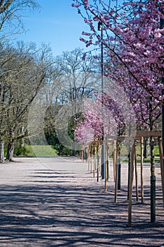 Row of newly planted cherry trees in full blossom in park Stadsparken in Lund Sweden during spring