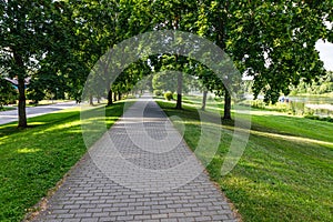 The row of oak trees, grassy lawn, and pathway. Urban recreation and outdoor activities area