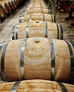 Row of Oak Wine Barrels in Cellar