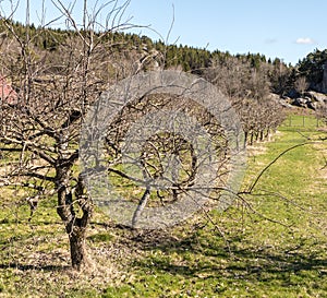 Row of old, naked apple trees in spring, growing on grass land