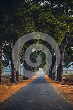 A row of old pine trees in Nghia Hung commune, Chu Pah district, Gia Lai province, Vietnam