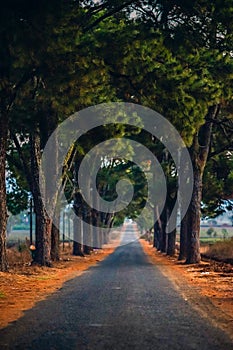 A row of old pine trees in Nghia Hung commune, Chu Pah district, Gia Lai province, Vietnam