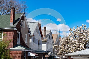 Row of Old Wood Homes in Woodside Queens New York next to a Flowering Tree during Spring